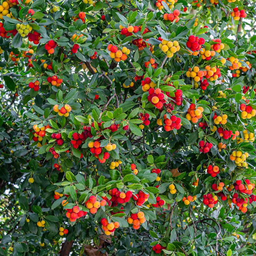Arbutus unedo - Arbousier (Harvest)