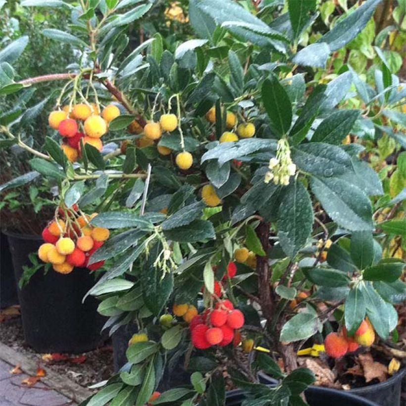 Arbutus unedo Compacta - Arbousier (Plant habit)