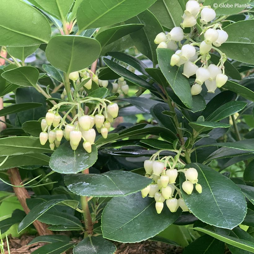 Arbutus unedo Peace and Love - Arbousier (Flowering)