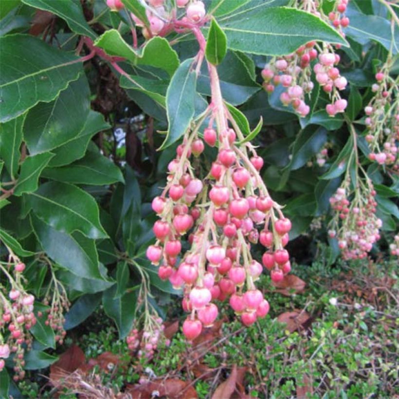 Arbutus unedo Rubra - Arbousier (Flowering)