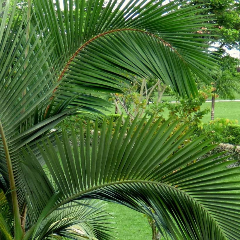 Archontophoenix alexandrae - Palmier royal d'Alexandra (Foliage)