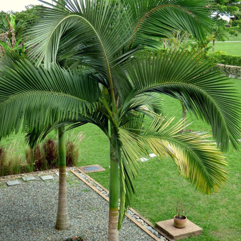Archontophoenix alexandrae - Palmier royal d'Alexandra (Plant habit)