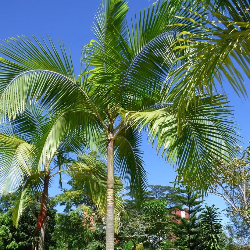 Archontophoenix cunninghamiana - Palmiste de Cunningham, Palmier roi (Plant habit)