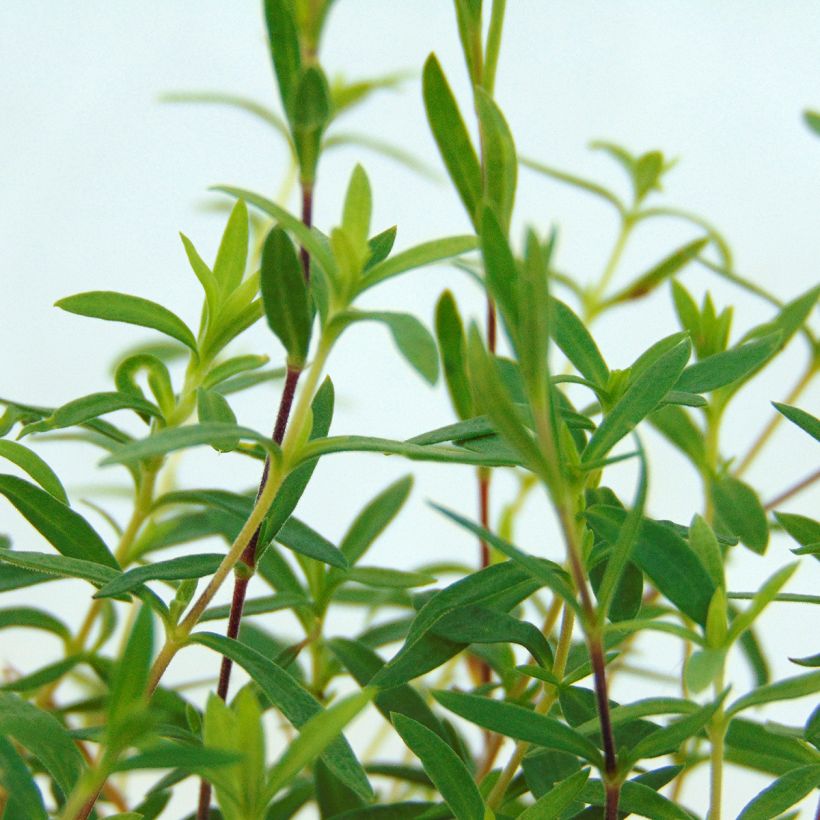 Arenaria montana - Sabline des Montagnes (Foliage)
