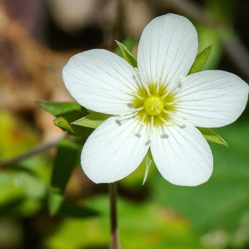 Arenaria montana - Sabline des Montagnes (Flowering)