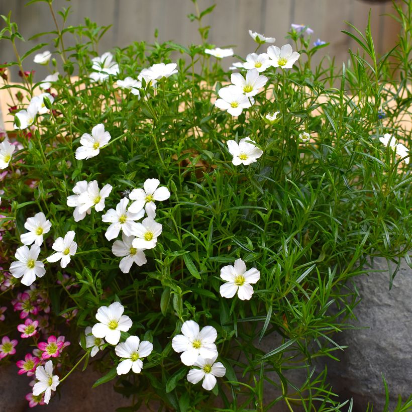 Arenaria montana - Sabline des Montagnes (Plant habit)