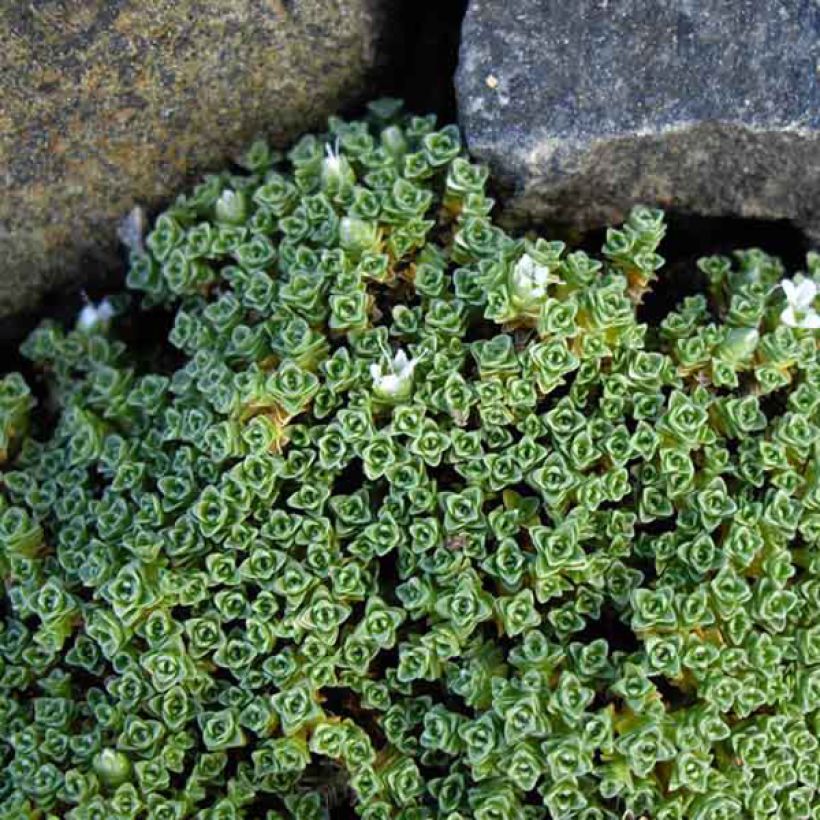 Arenaria tetraquetra ssp. amabilis, Sabline (Foliage)