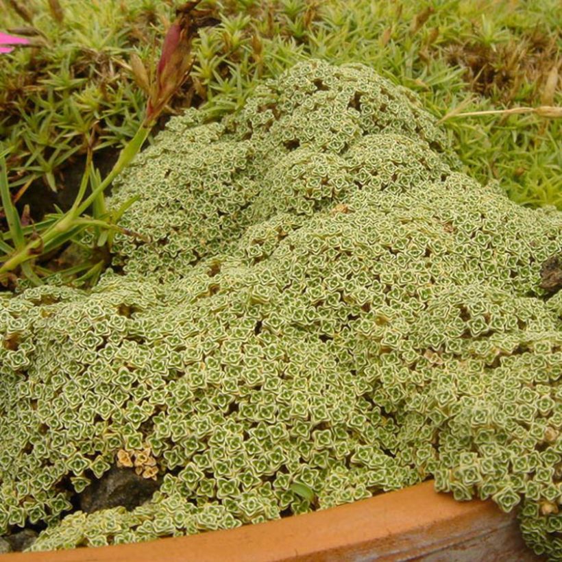 Arenaria tetraquetra ssp. amabilis, Sabline (Plant habit)