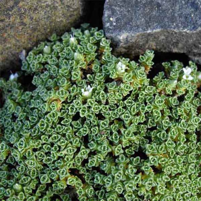 Arenaria tetraquetra ssp. granatensis, Sabline (Plant habit)