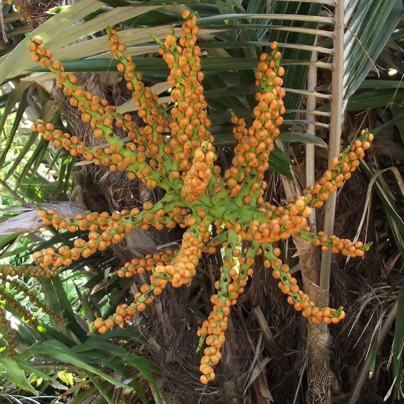 Arenga englerii - Palmier de Formose (Harvest)