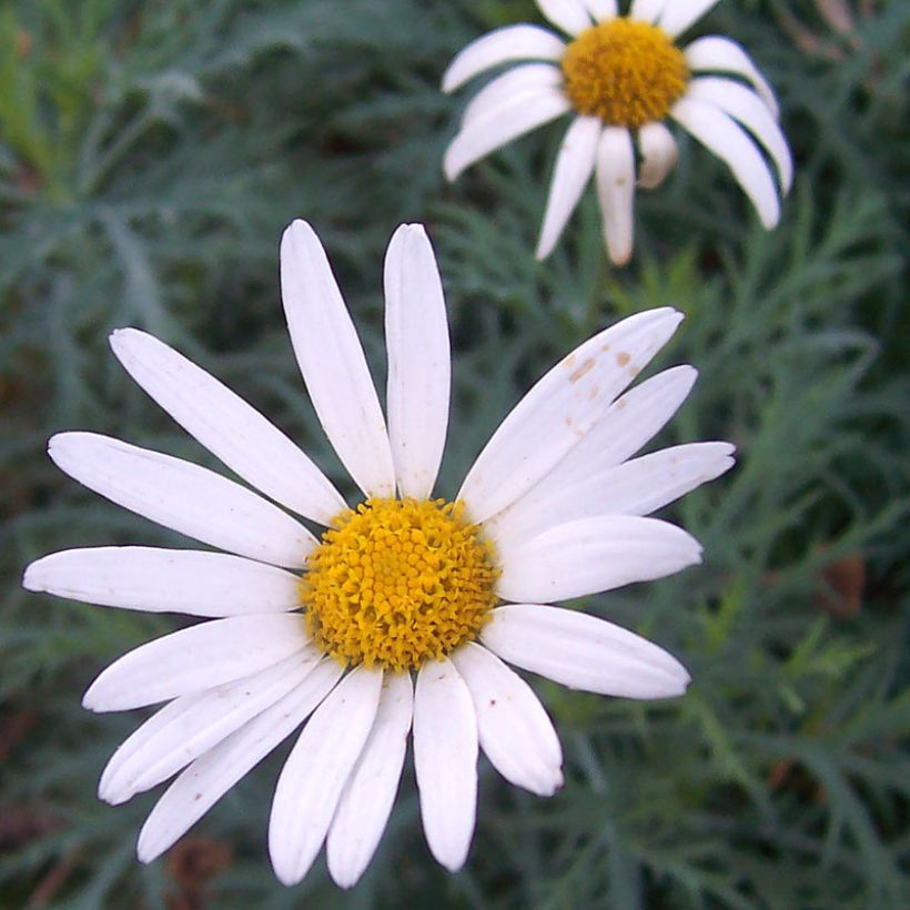 Argyranthemum Chelsea Girl (Flowering)