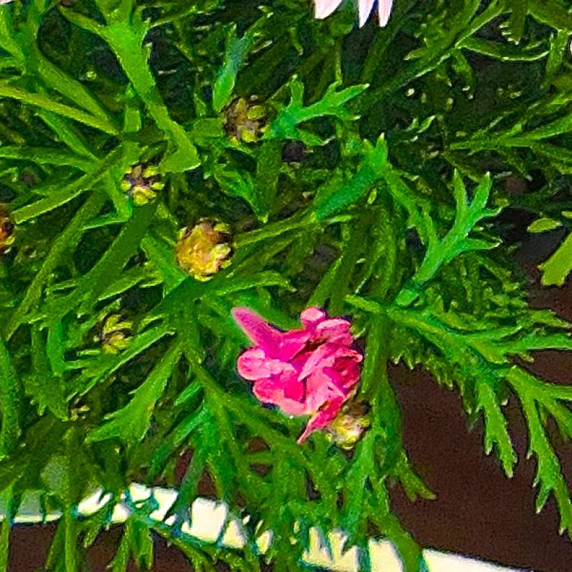 Argyranthemum Gill s Pink (Foliage)