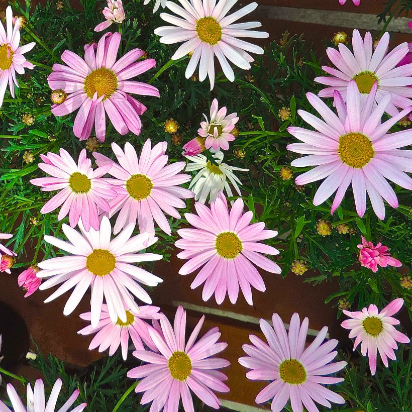 Argyranthemum Gill s Pink (Flowering)