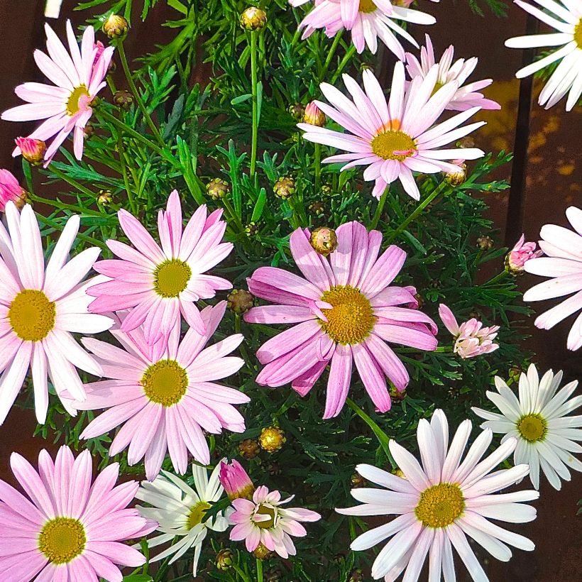 Argyranthemum Gill s Pink (Plant habit)