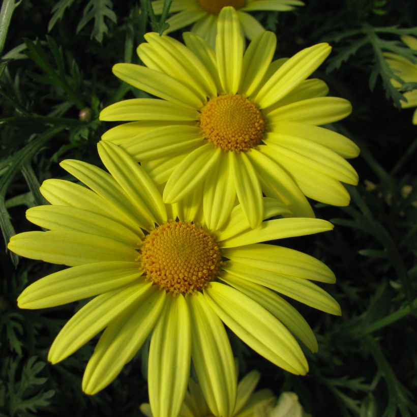 Argyranthemum Jamaïca Primerose (Flowering)