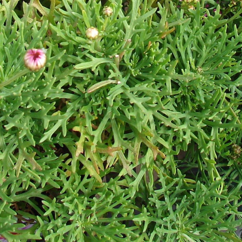 Argyranthemum Petite Pink (Foliage)