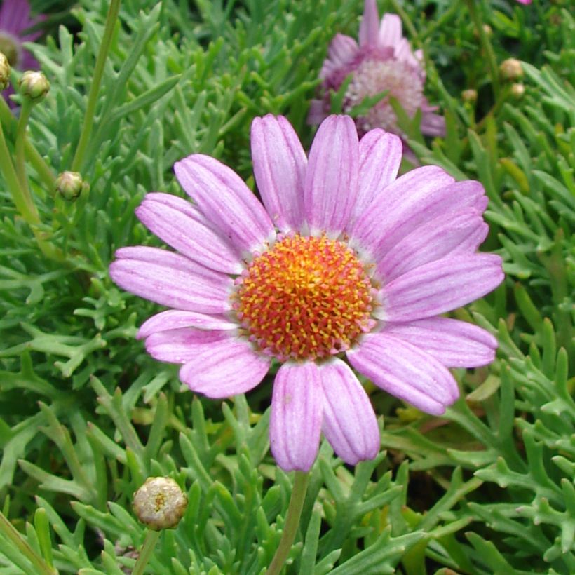 Argyranthemum Petite Pink (Flowering)
