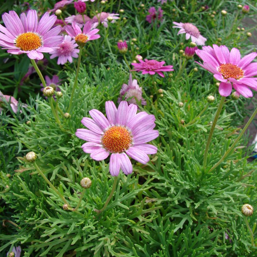 Argyranthemum Petite Pink (Plant habit)