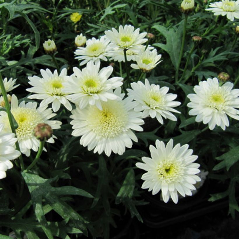 Argyranthemum Powder Puff (Flowering)