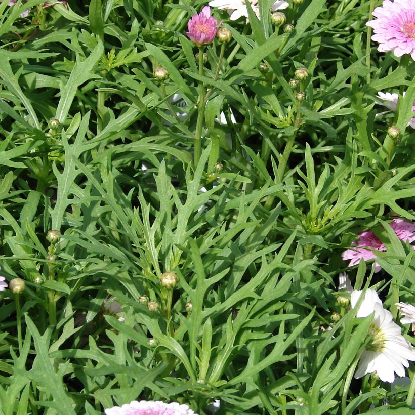 Argyranthemum Summer Melody (Foliage)