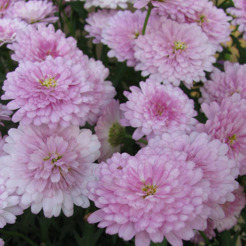 Argyranthemum Summer Melody (Flowering)