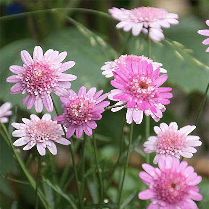 Argyranthemum Vancouver (Flowering)