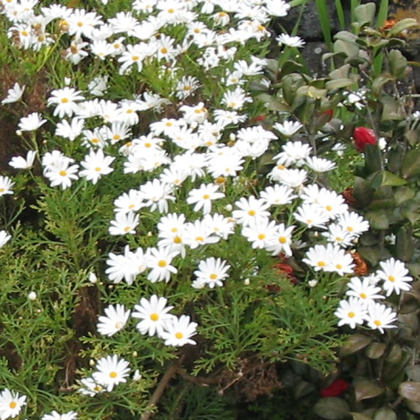 Argyranthemum Snowflake (Flowering)
