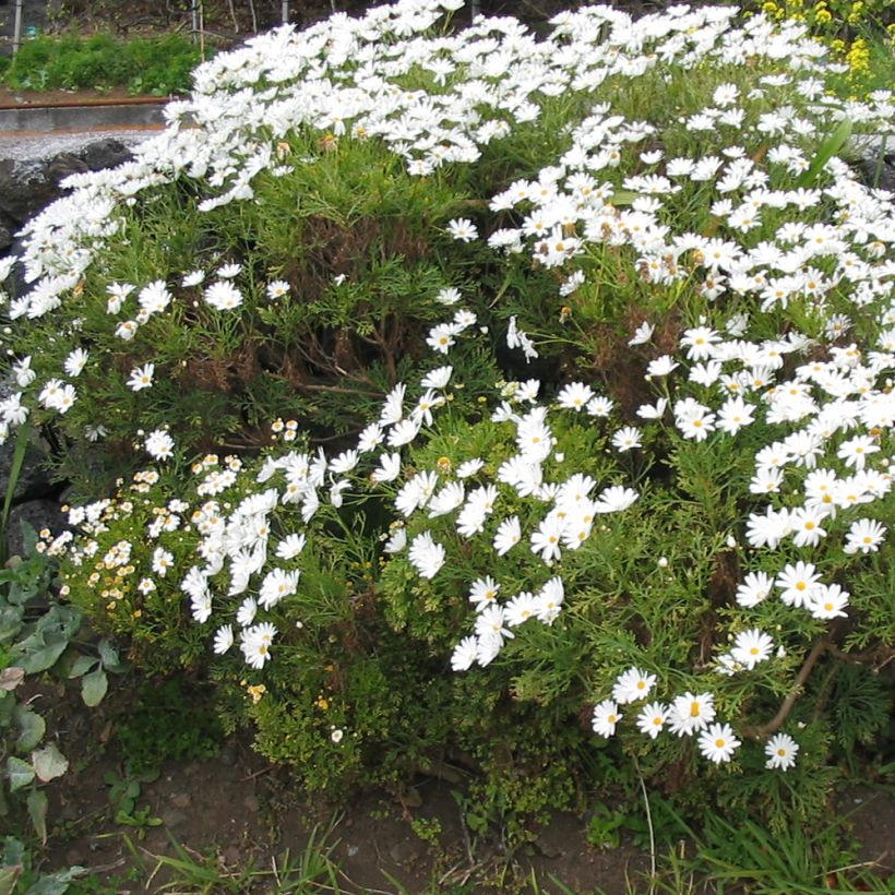 Argyranthemum Snowflake (Plant habit)