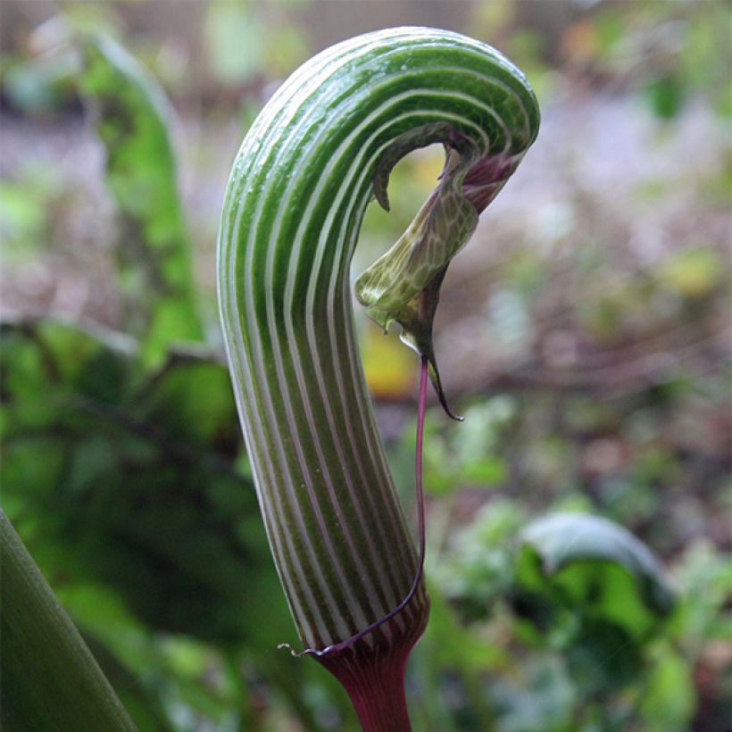 Arisaema galeatum - Plante cobra (Flowering)