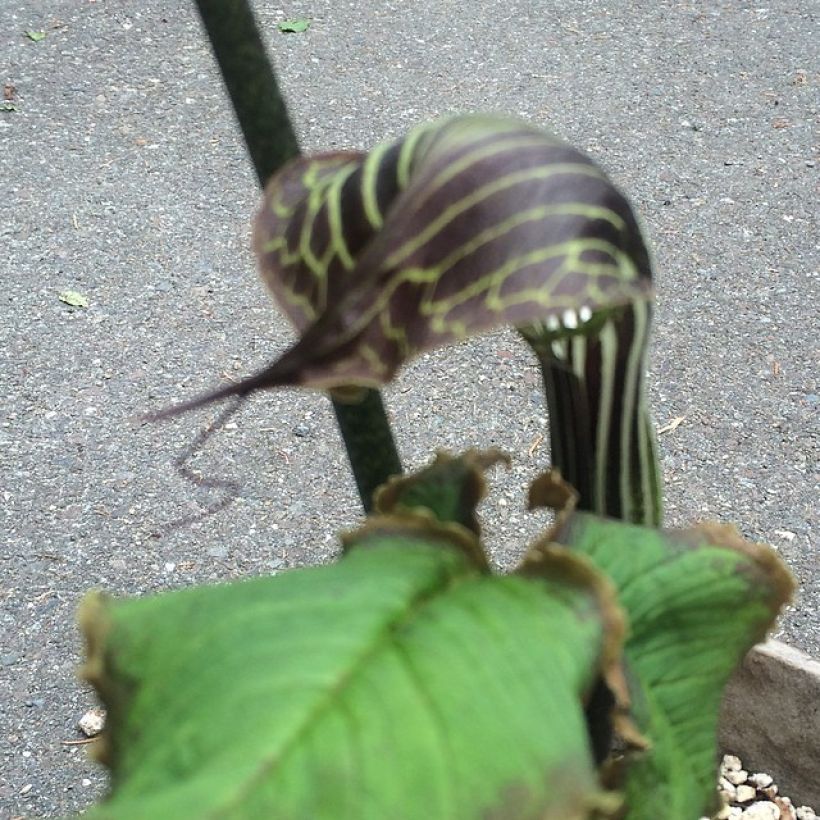 Arisaema griffithii - (Flowering)