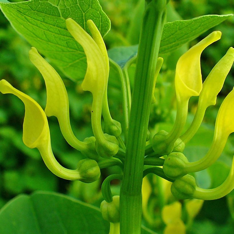 Aristolochia clematitis - Aristoloche clématite (Flowering)