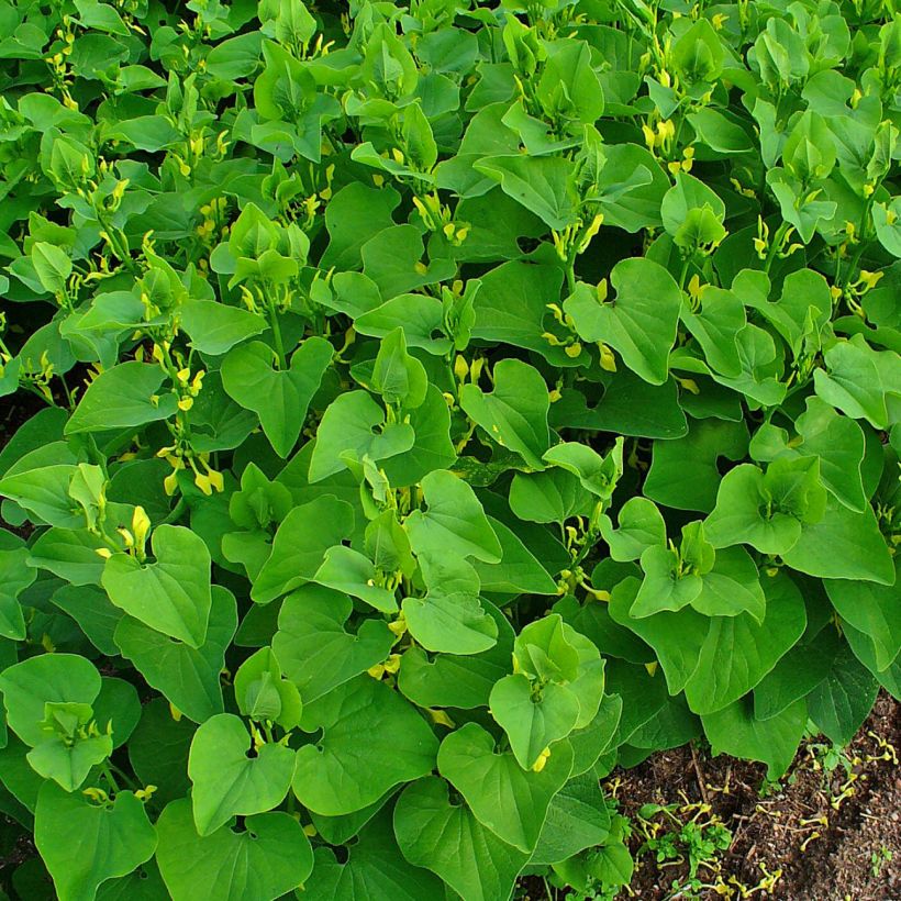 Aristolochia clematitis - Aristoloche clématite (Plant habit)