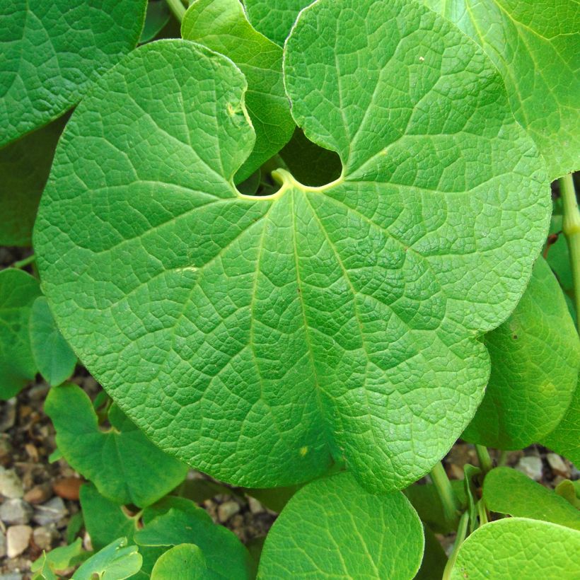 Aristolochia clematitis - Aristoloche clématite (Foliage)