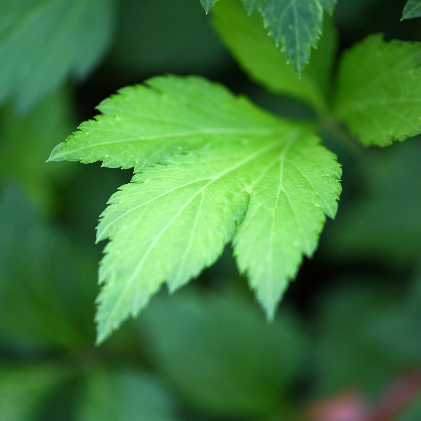 Armoise - Artemisia lactiflora (Foliage)