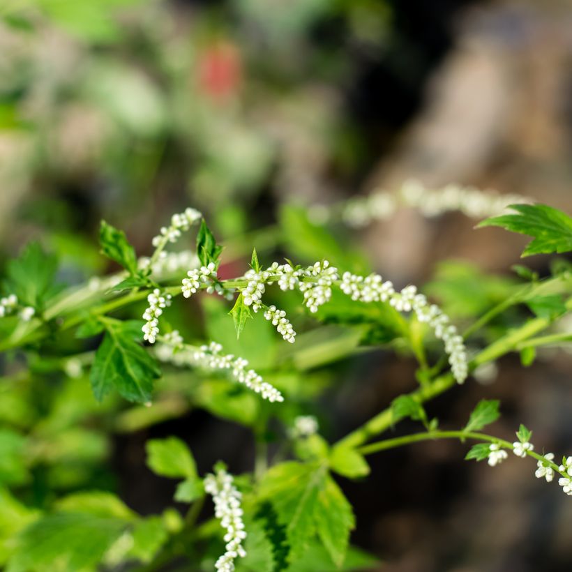 Armoise - Artemisia lactiflora (Flowering)