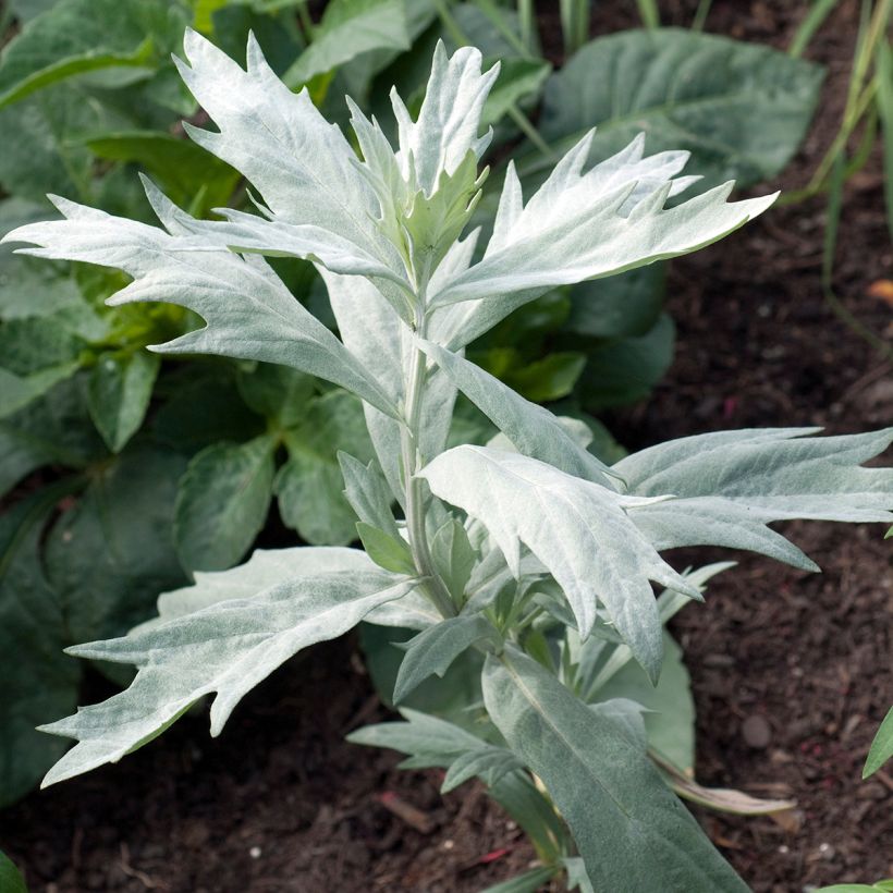 Armoise - Artemisia ludoviciana Valerie Finnis (Plant habit)