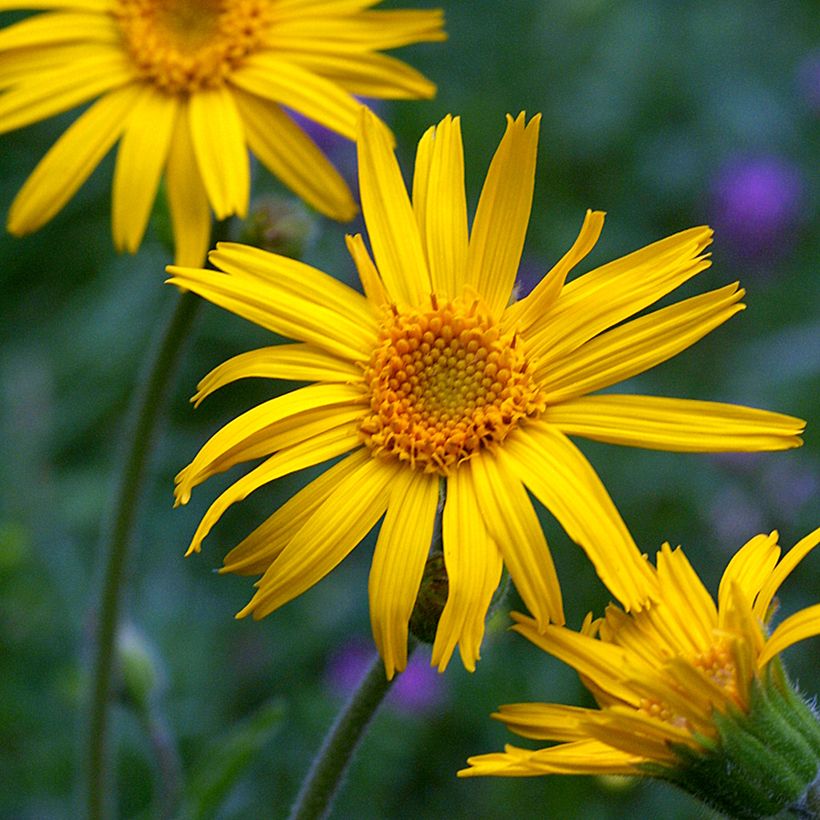 Arnica montana - Graines (Flowering)