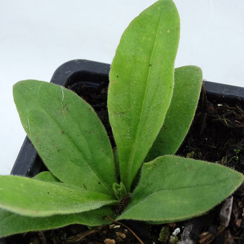 Arnica montana - Plantain des Alpes (Foliage)