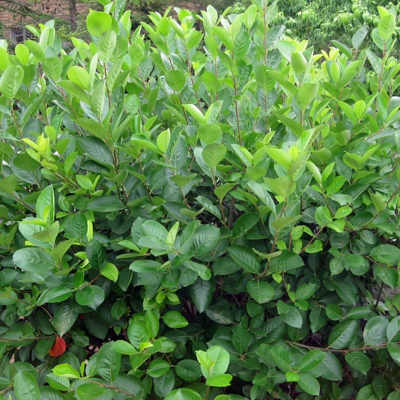 Aronia melanocarpa - Aronie à fruits noirs (Plant habit)