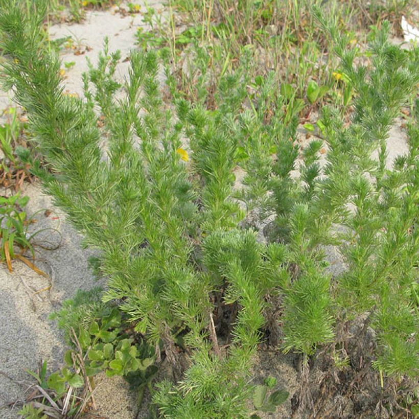 Armoise - Artemisia capillaris (Plant habit)