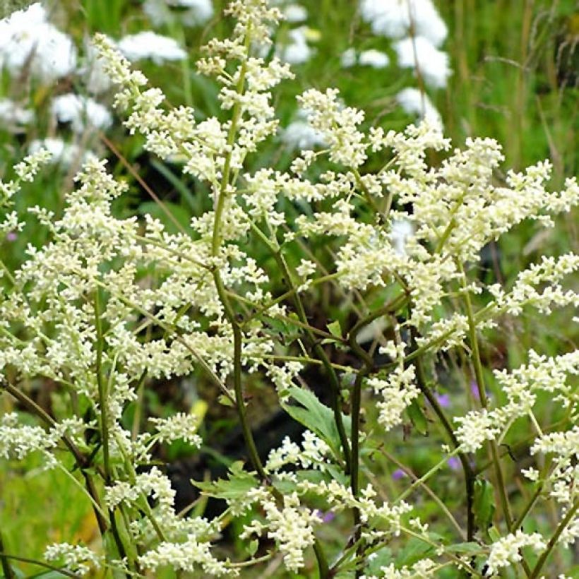 Armoise chinoise Jim Russel - Artemisia lactiflora (Flowering)