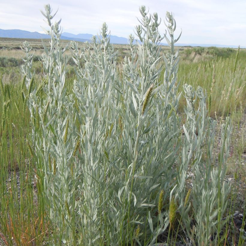 Armoise, Artemisia ludoviciana ssp. latiloba (Plant habit)