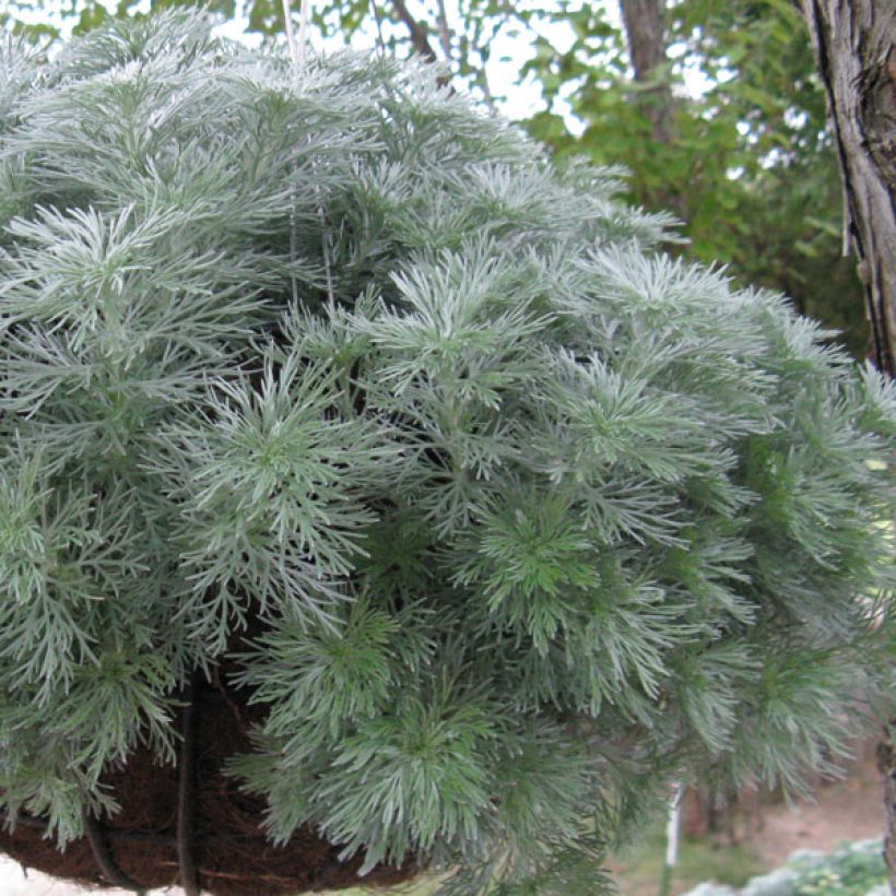 Armoise - Artemisia schmidtiana Nana (Plant habit)