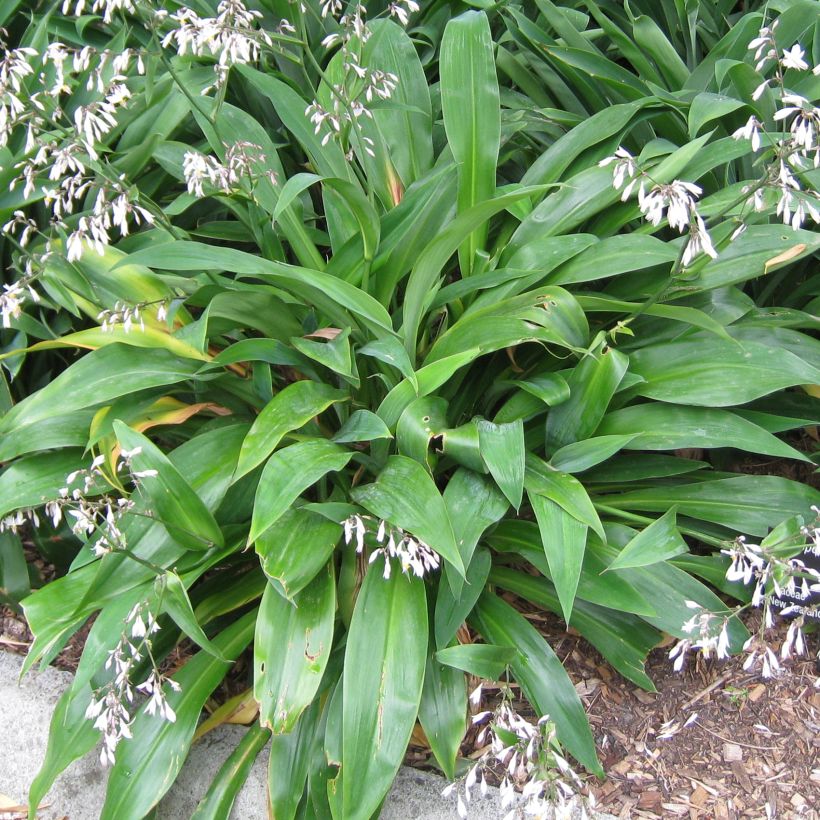 Arthropodium cirrhatum (Foliage)