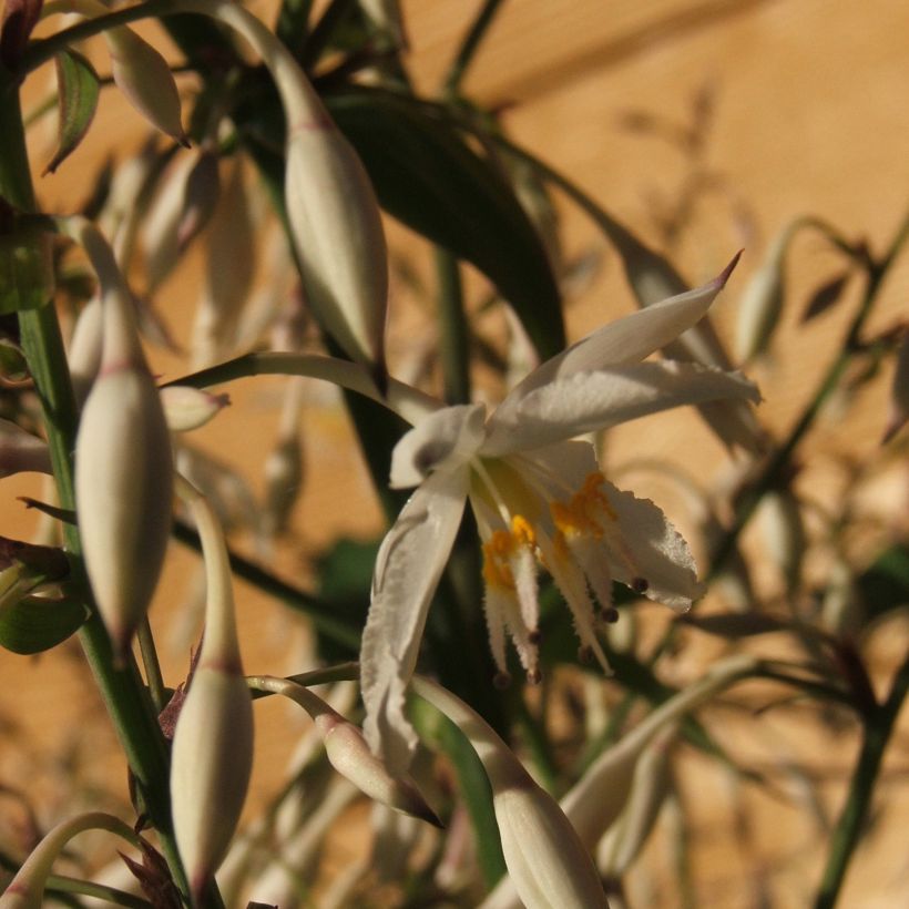 Arthropodium cirrhatum (Flowering)