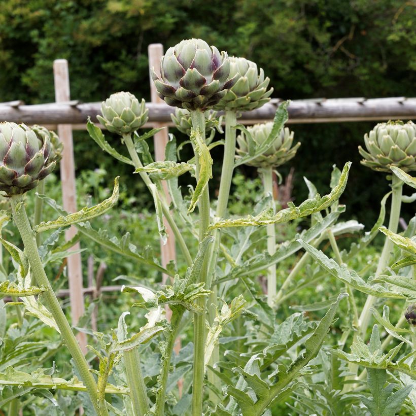 Artichaut Gros vert de Laon - Cynara scolymus  (Plant habit)