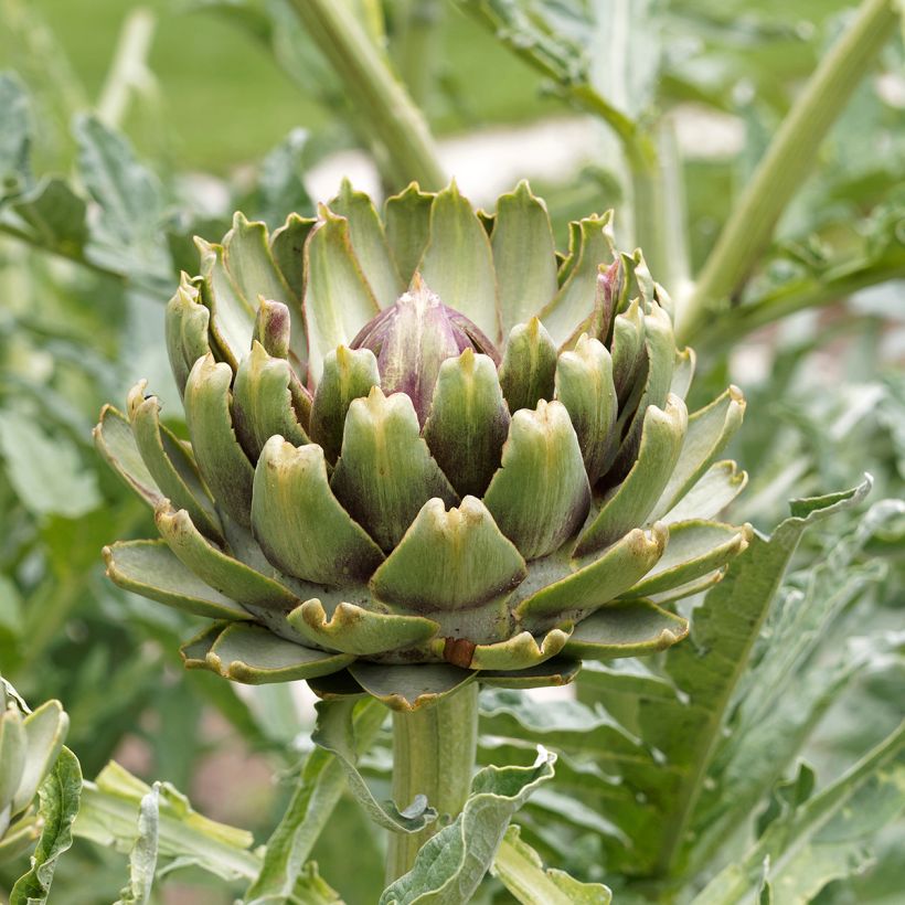 Artichaut Gros vert de Laon - Cynara scolymus  (Flowering)