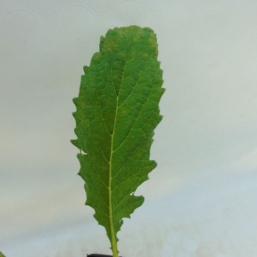 Artichaut Violet de Provence en godet - Cynara scolymus (Foliage)