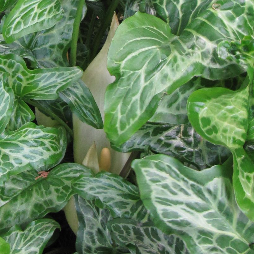 Arum italicum ssp. italicum Marmoratum - Arum d'Italie panaché. (Flowering)