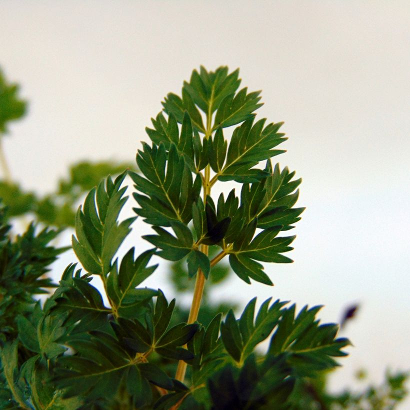Aruncus aethusifolius - Barbe de Bouc naine (Foliage)